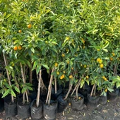 Aşılı 3-4 Yaşlarında Kamkat Ağacı Büyük Boy Bol Meyveli (Kumkuat) thumbnail 3