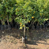 Aşılı 3-4 Yaşlarında Kamkat Ağacı Büyük Boy Bol Meyveli (Kumkuat) thumbnail 4