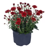Krizantem Kırmızı Renk Kasımpatı Çiçeği 1 Adet Saksılı 15-30 cm - 1