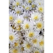 Saksılı Canlı Kasımpatı Çiçeği Beyaz 10-20 cm thumbnail 2