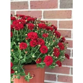 Krizantem Kırmızı Renk Kasımpatı Çiçeği 1 Adet Saksılı 15-30 cm - 3