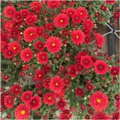 Krizantem Kırmızı Renk Kasımpatı Çiçeği 1 Adet Saksılı 15-30 cm - 4