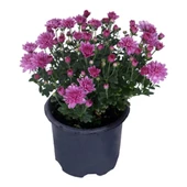 Teras Bitkisi Mor Renk Kasımpatı Çiçeği 1 Adet Saksılı 10-25 cm thumbnail 1
