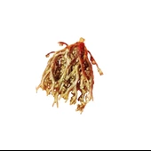 Meryem Ana Eli Otu (Fatma Ana Eli) Anastatika Hierochuntica 500 gr, Derya Eren thumbnail 2