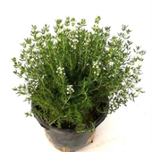 Satureja Hortensis Kekik Tohumu 100 Adet Thyme Seed - 2
