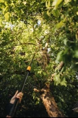 Fiskars UPX86 1023624 Teleskopik Testeresiz Yüksek Dal Budama Makası - 6