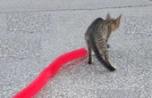 Kedi Tırmalama Fırçası - Kedi Oyuncağı - 5