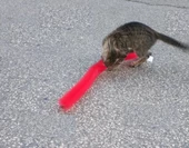 Kedi Tırmalama Fırçası - Kedi Oyuncağı - 4