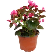 Begonia (Begonya Çiçeği) Pembe 10-20 cm thumbnail 1