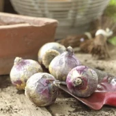 Blue Pearl Kokulu Sümbül Soğanı (3 adet) thumbnail 2