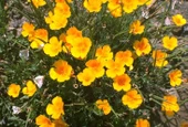 Sarı Bodur Kaliforniya Gelincik(Papaver) Çiçeği Tohumu(100 tohum) - 1