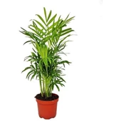 Chamaedorea Elegans | Dağ Palmiyesi Saksı Bitkisi - Ev Bitkisi - 1