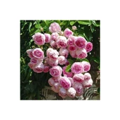 Pembe Beyaz Yediveren Sarmaşık Ponpon Gül Fidanı 15-25 Cm thumbnail 1