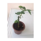 Pembe Beyaz Yediveren Sarmaşık Ponpon Gül Fidanı 15-25 Cm thumbnail 2