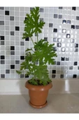 Sardunya Itır Çiçeği Fidanı 10-20 cm - 1