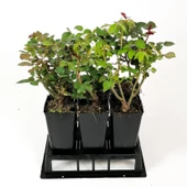 Gül Fidanı Lila Renk, Saksıda 15-25 cm - 2