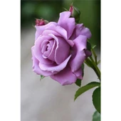 Gül Fidanı Lila Renk, Saksıda 15-25 cm - 1