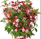 Nadir XL Deep Rose White Küpe Çiçeği Fidesi (2 adet) - 1