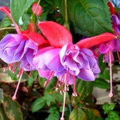 Nadir XXL Çiçekli Katmerli Leonita Double Rose Blue Küpe Çiçeği Fidesi (1 adet) - 1