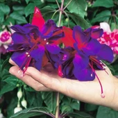 Nadir XXL Dev Çeçekli Vodoo Küpe Çiçeği Fidesi(1 adet) - 1