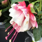 Nadir XXL Çiçekli Katmerli Leonita Double Red White Küpe Çiçeği Fidesi (1 adet) - 1