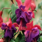 Nadir İri Çiçekli General Monk Red Blue Küpe Çiçeği Fidesi (1 adet) - 1