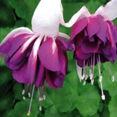 Koleksiyonluk XXL Çiçekli Katmerli Marbeller Double White Purple Küpe Çiçeği Fidesi (1 adet) - 1