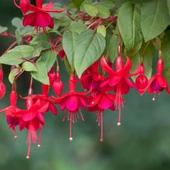 Özel Tür Sarkıcı Nadir Marinka Kırmızı Küpe Çiçeği Fidesi (1 adet) - 1