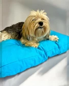 Pouchie Blue Kedi Köpek Minderi 60 x 55 cm - 3