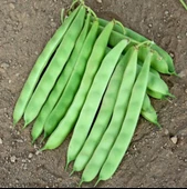 Yerli Ata Tohumu Sırık Ayşe Kadın Erken Fasulye 25 Gr (Mor Beyaz Tohum) thumbnail 2