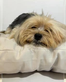 Pouf White Kedi Köpek Minderi 70 x 80 cm - 1