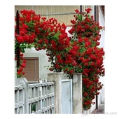 Kırmızı Sarmaşık Gül Fidanı 15-25 cm thumbnail 2