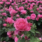 Kokulu Pembe Gül Fidanı 10-20 cm thumbnail 1