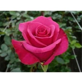 Kokulu Pembe Gül Fidanı 10-20 cm thumbnail 2