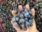 Selelik Ham Gemlik Tipi Ham Yeşil Zeytin - 5