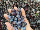 Selelik Ham Gemlik Tipi Ham Yeşil Zeytin - 4