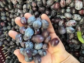 Selelik Ham Gemlik Tipi Ham Yeşil Zeytin - 3