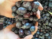 Selelik Ham Gemlik Tipi Ham Yeşil Zeytin - 6