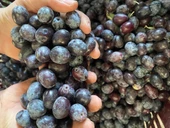 Selelik Ham Gemlik Tipi Ham Yeşil Zeytin - 7