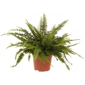 Aşk Merdiveni - Nephrolepis Bitkisi (12 Cm Saksıda) - 1