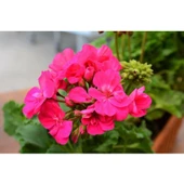 Sardunya Çiçeği Fidanı Açık Fuşya 10-20 cm - 1
