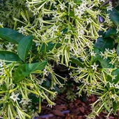 Saksıda Yoğun Kokulu Akşam Sefası (Melisa) Fidanı thumbnail 2