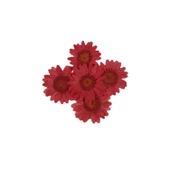 Preslenmiş Kurutulmuş Papatya Çiçek Bitkiler Epoksi Reçine Kolye Takı Papımı (5 Adet) Kırmızı - 1