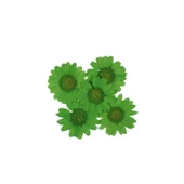 Preslenmiş Kurutulmuş Papatya Çiçek Bitkiler Epoksi Reçine Kolye Takı Papımı (5 Adet)  Yeşil - 1