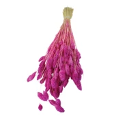Kuru Çiçek Kuş Otu Şoklanmış Kurutulmuş 40 CM   Fuşya - 1