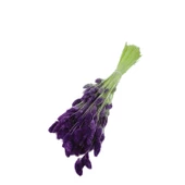 Kuru Çiçek Kuş Otu Şoklanmış Kurutulmuş 40 CM   Mor - 1