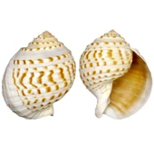 Tuna Tessellata  10-13 CM - 1