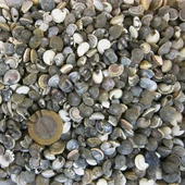 Umbinium Kiloluk Deniz Kabuğu (1 KG) - 1