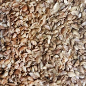 Cay-Cay Mini (Brown) Kiloluk Deniz Kabuğu (1 KG) - 1