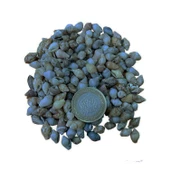 Nassa Shell Kiloluk Deniz Kabuğu 250 GR Yerli - 1